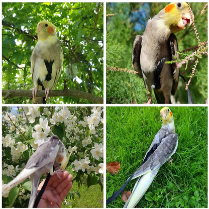 Corde d'entraînement pour voler d'oiseaux