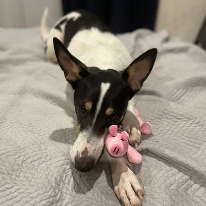 Jouet en peluche sonore en forme d'animaux pour chien